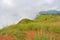 White fog float to cover green grass mountain