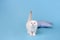 White fold Scottish breed kitten on blue background with tail up, studio photography