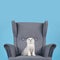 White fold Scottish breed kitten in a gray armchair looks up and dreams, studio photo on a blue background with copy space