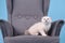 White fold Scottish breed kitten in a gray armchair in a photo studio
