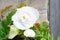 White folded flower of tuberous Begonia