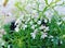 White folwers on green leaf