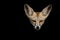 White footed fox or desert fox face in isolated black background at desert national park jaisalmer rajasthan india