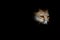 White footed fox or desert fox face in isolated black background at desert national park jaisalmer rajasthan india - Vulpes vulpes