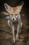 White footed fox or desert fox or vulpes vulpes pusilla closeup image at tal chhapar sanctuary
