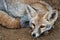 White footed fox or desert fox or vulpes vulpes pusilla closeup image at tal chhapar sanctuary