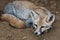 White footed fox or desert fox or Vulpes vulpes pusilla at ranthambore