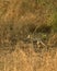 White footed fox or desert fox or vulpes vulpes pusilla running in field during outdoor jungle safari at ranthambore national park