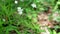 White forest flowers of greater stitchwort rustling in the wind