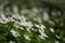 White forest springtime flowers anemones