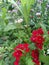 White forget me not flowers bunch in the garden . Partially blurred background