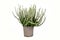 White form of `Calluna vulgaris` heather plant in flower pot on white background