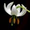 The white form of Lilium Martagon, named \'Album\'