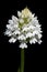 White form of pyramidal orchid inflorescence over black - Anacamptis pyramidalis