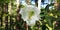 White Formosa or Philippine Lily, Lilium Formosanum sp. in Benguet Philippines
