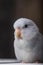 White Forpus Parrot is a cute little bird. cute pet can be tamed