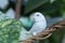 White Forpus parrot perched on a vine. Parrot (forpus passerinus) perched on a branch or vine