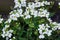 White four-petalled flowers close-up in the garden in spring