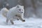 A white fox energetically moving through a snowy landscape