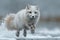 A white fox energetically running through the snow in the Arctic