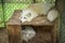 White fox Lying on a wooden box in the cage, he was sleepy and close to sleep, his face was bored. At the fox village Shiroishi