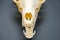 White fox skull, dogs, on a black background, teeth