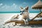 A white fox in sunglasses resting on a sun lounger on the beach.