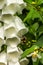 White Foxglove with Bee