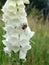 White foxglove in an english meadow with bee