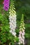 White foxglove flower