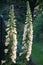 White Foxglove Flowers