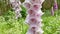 White foxgloves digitalis flowers with purple spots moved by the wind