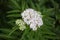 White fragrant flowers bloom on elderberry bush in summer.