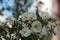 White fragrant flowers of rosa spinosissima Rosa pimpinellifolia blooming