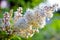 White fragrant flowers of white Rowan spirea in summer