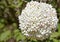 White fragrant Viburnum