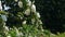 White fragrant wild cherry plant blooms