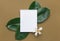 White frame mockup with beautiful big green ficus leaves tropical flower on olive brown background. Organic Cosmetics Wellness spa