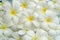 White frangipani background