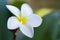 White frangipani flower in the garden