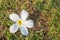 White Frangipani flower on the grass