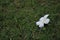 White frangipani flower on grass