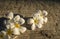 White Frangipani flower on the ground