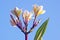 White Frangipani flowers