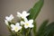 White frangipani flowers on blanch