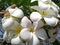 White frangipani flowers in the garden