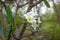 White frangipani flowers grow in the courtyard of the Larantuka prayer garden