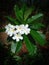 White Frangipani flowers with leaves in the garden