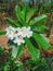 White Frangipani flowers with leaves in the garden