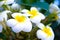 White frangipani flowers. Plumeria garden plant.